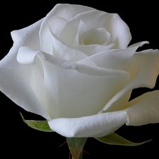Оригинал схемы вышивки «белая роза» (№1011526)