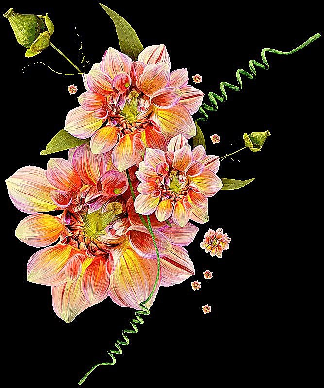 георгин - георгины, цветы - оригинал