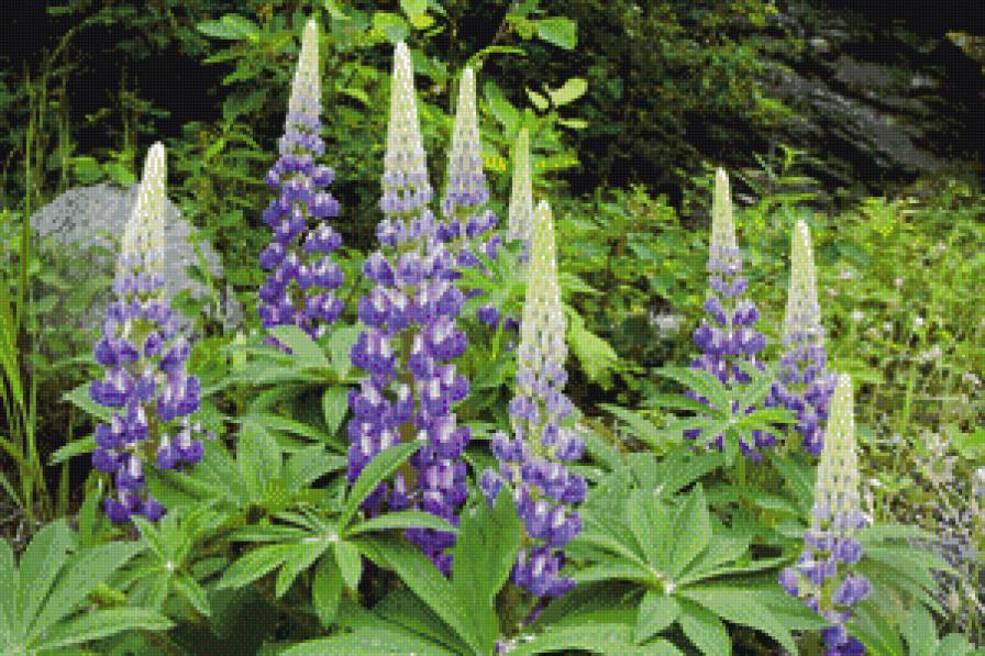 серия "цветы" - цветы - предпросмотр