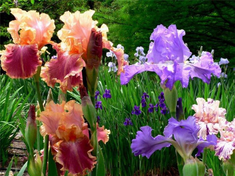 №1011756 - оригинал