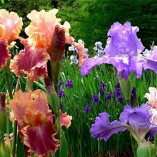 Схема вышивки «№1011756»