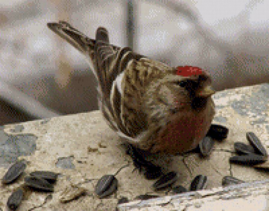 №1011760 - предпросмотр