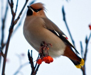 №1011786 - оригинал