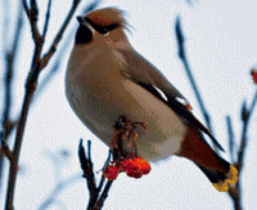 №1011786 - предпросмотр