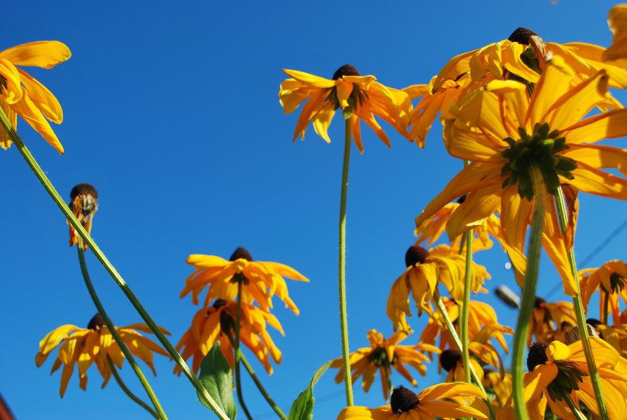 zveti - оригинал