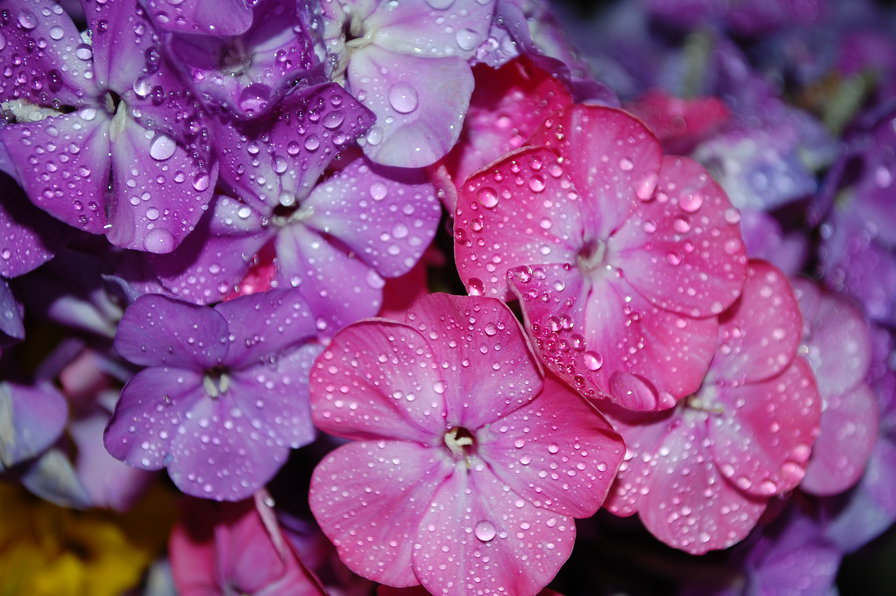 утренняя роса - цветы сад роса - оригинал