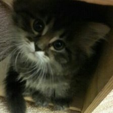 Схема вышивки «№1012531»