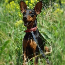 Схема вышивки «Баська»