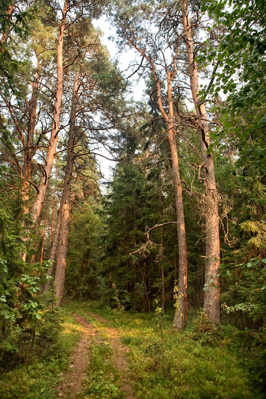 Хвойный лес - сосны, лес, пейзаж, тропинка - оригинал