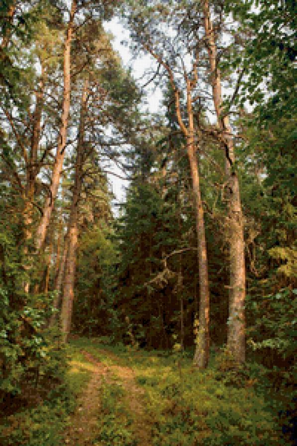 Хвойный лес - лес, пейзаж, сосны, тропинка - предпросмотр