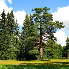 Схема вышивки «Уголок природы»