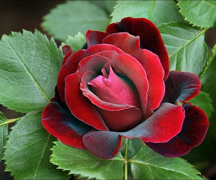 полураскрытая роза - цветы - оригинал