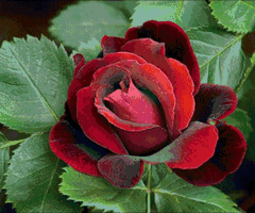 полураскрытая роза - цветы - предпросмотр