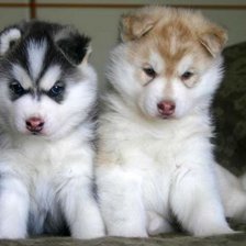 Схема вышивки «cachorros huskys»