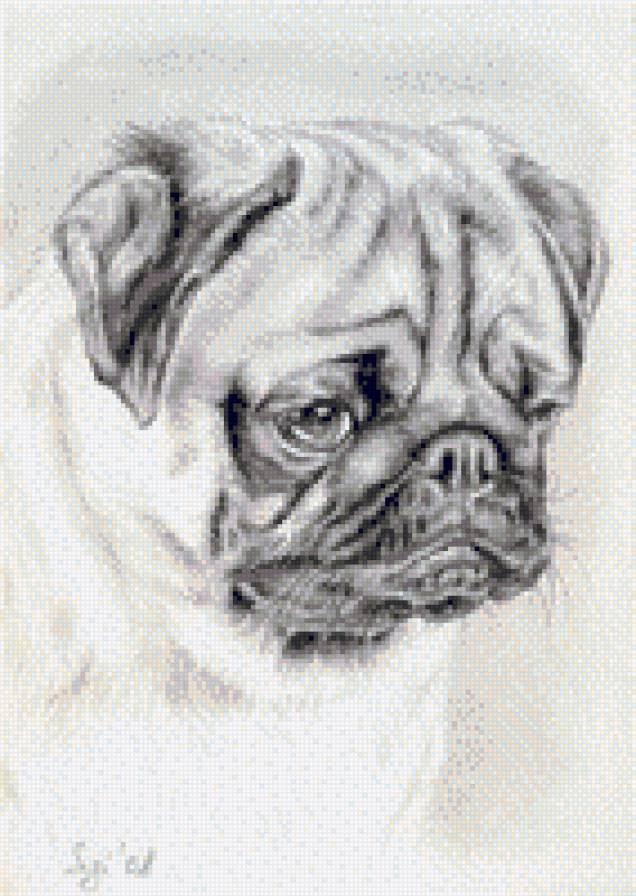 Мопс - предпросмотр