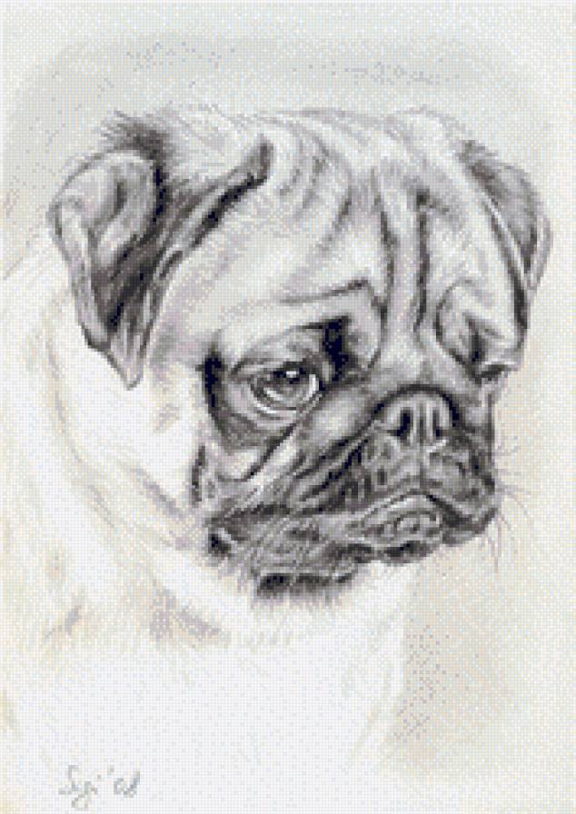 Мопс - предпросмотр