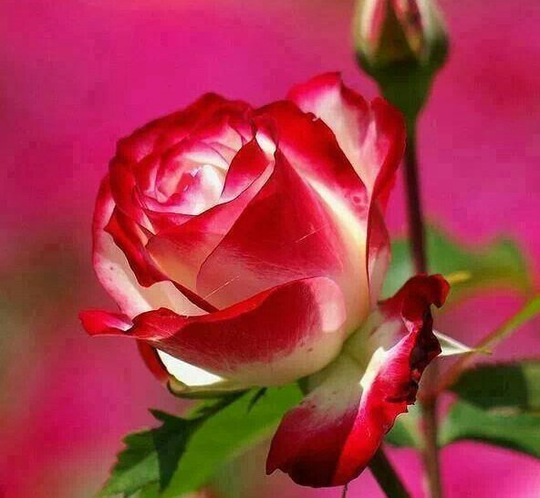 Роза - оригинал