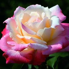 Схема вышивки «Роза»