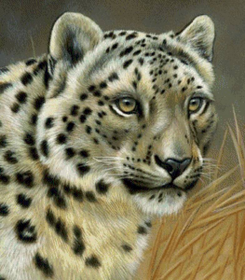 в мире животных - тигры, животные, природа, леопарды - предпросмотр