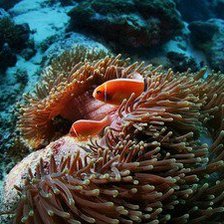 Схема вышивки «№1013797»