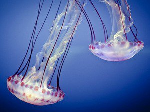 №1013801 - оригинал