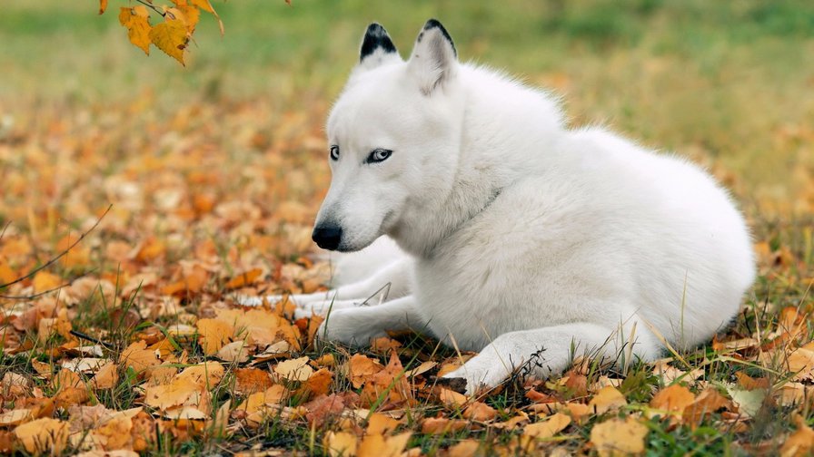 №1013811 - оригинал