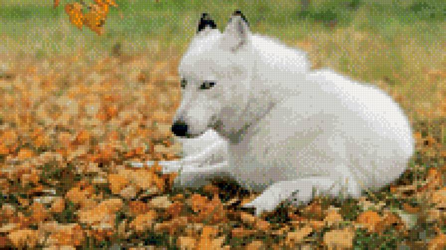 №1013811 - предпросмотр