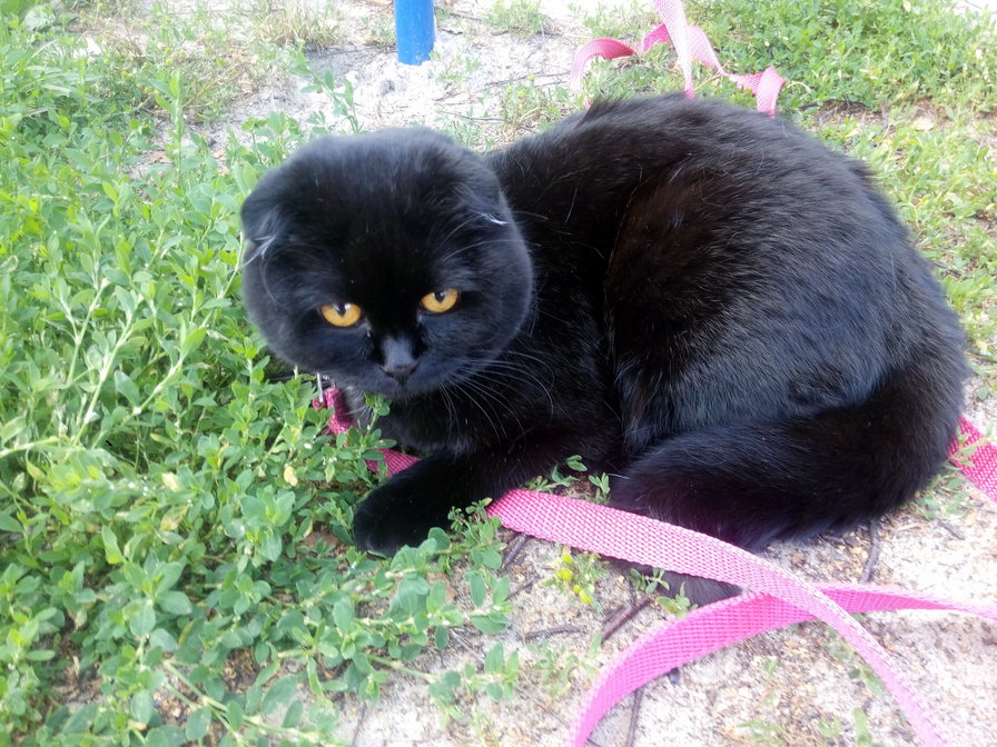 Кисуля - кошка, шотландская вислоухая - оригинал