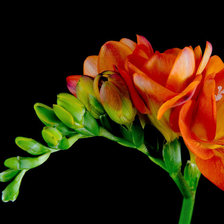 Схема вышивки «фрезии»