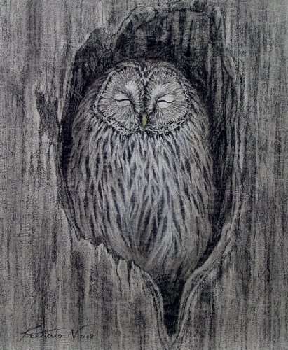 картина Кентаро Нишино - мудрость, сова - оригинал