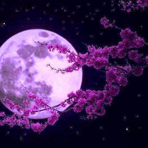 Сакура в лунном свете - оригинал