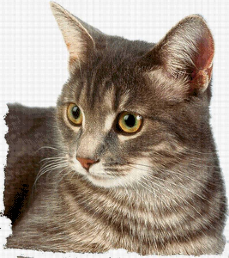 №1014055 - предпросмотр