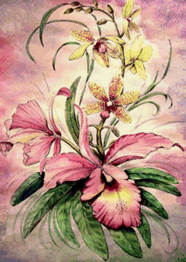 Орхидея - любимые цветы - предпросмотр