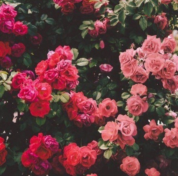 №1015684 - цветы, розы - оригинал