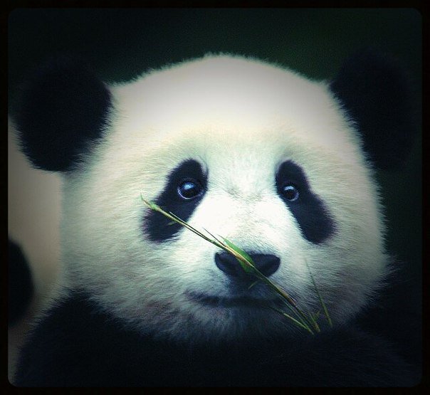 №1015727 - звери, панда, животные - оригинал