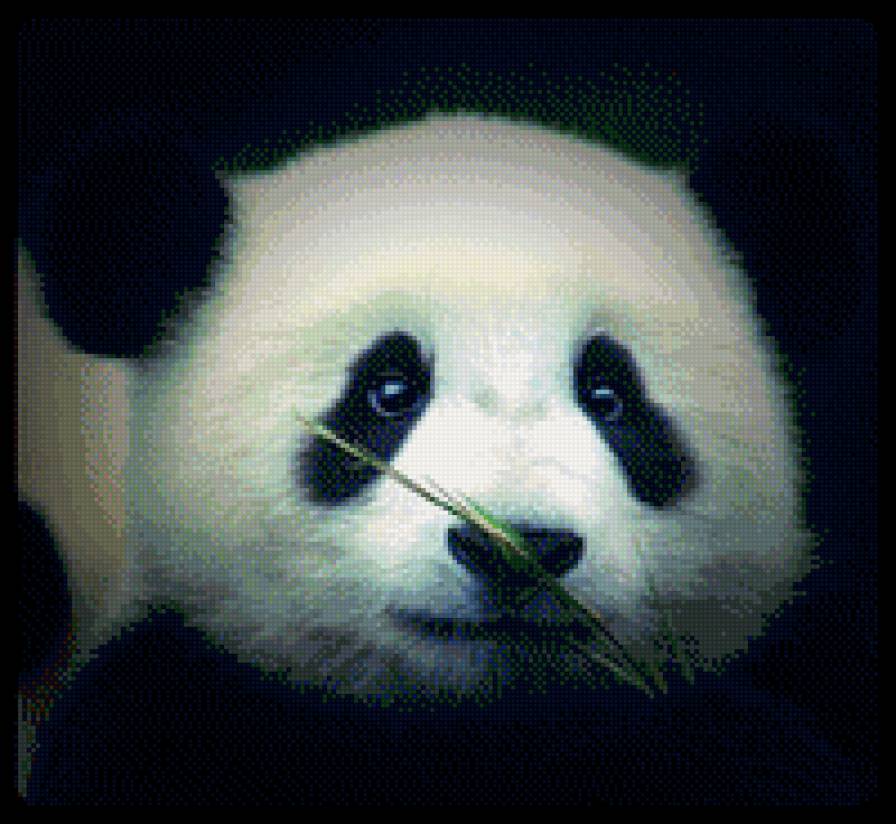 №1015727 - животные, панда, звери - предпросмотр