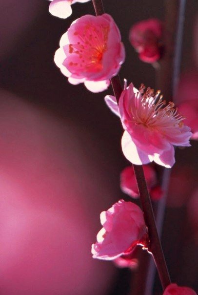 №1015735 - цветы, сакура - оригинал