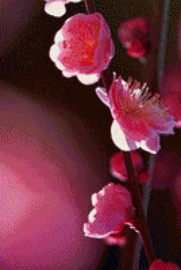 №1015735 - цветы, сакура - предпросмотр