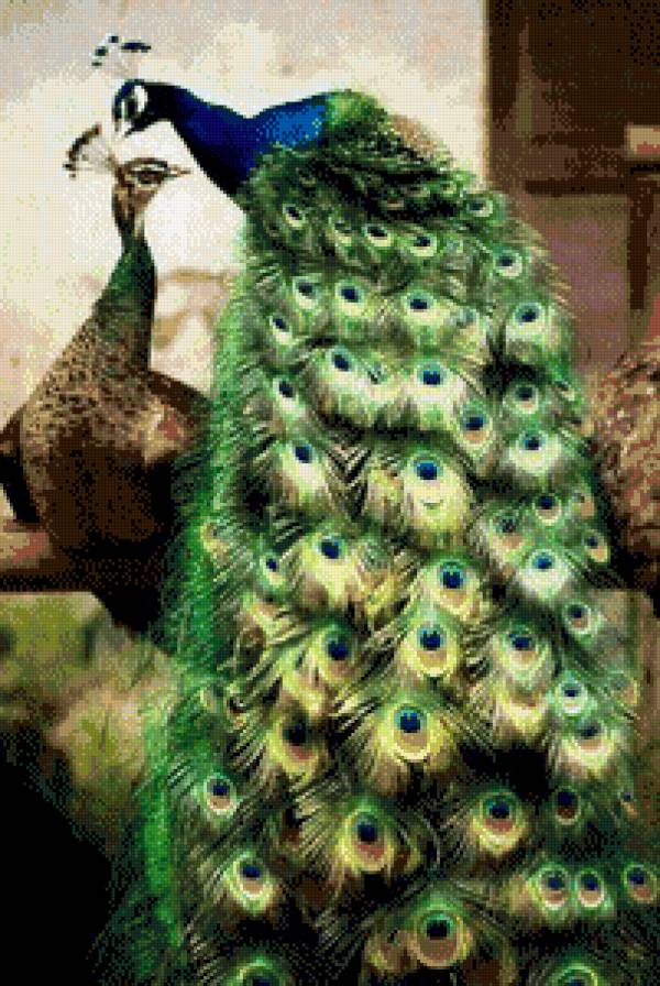 Pareja Pavos Reales - предпросмотр