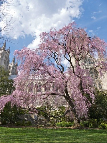 сакура - дерево - оригинал