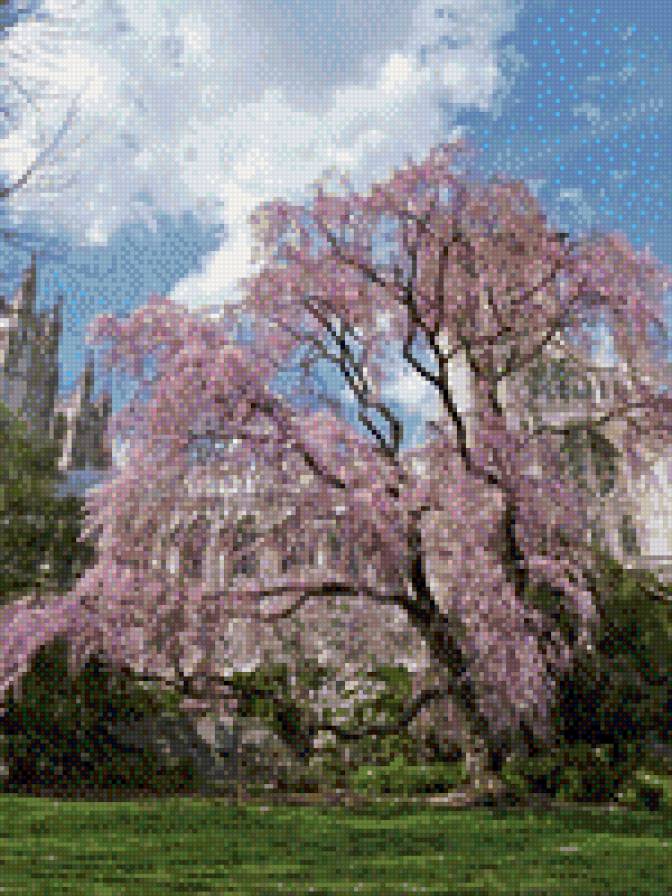 сакура - дерево - предпросмотр