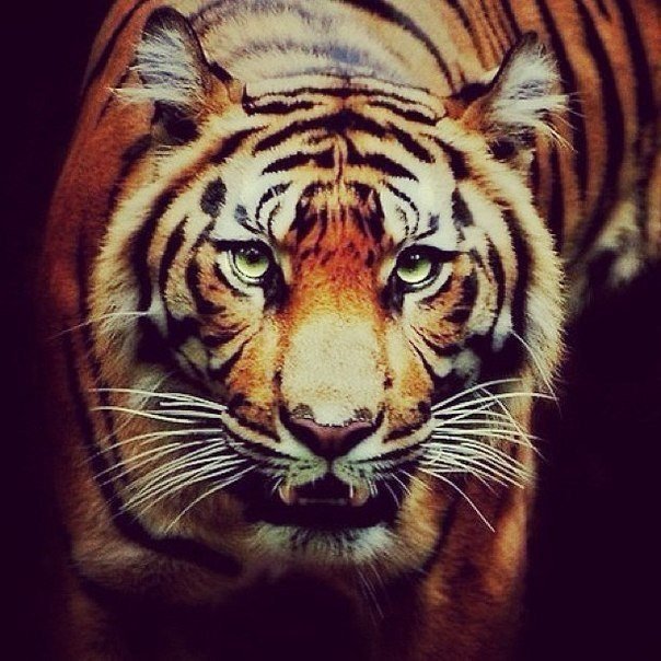 Тигр - кошка, зверь, тигр - оригинал