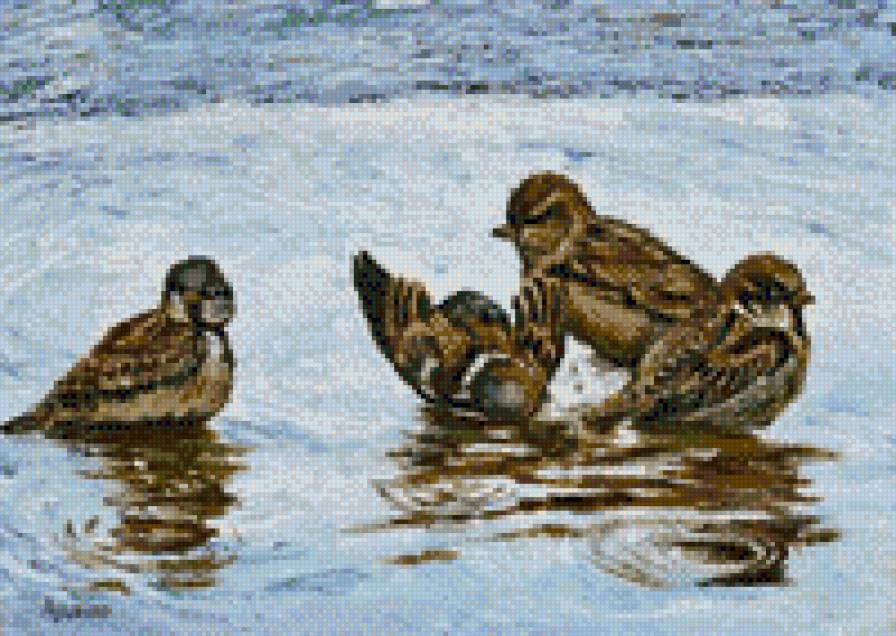 банный день - птицы - предпросмотр