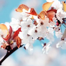 Схема вышивки «№1016346»