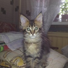 Схема вышивки «Bellona»