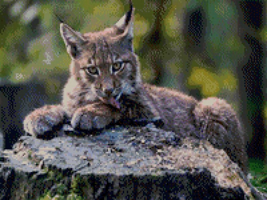 №1016349 - предпросмотр