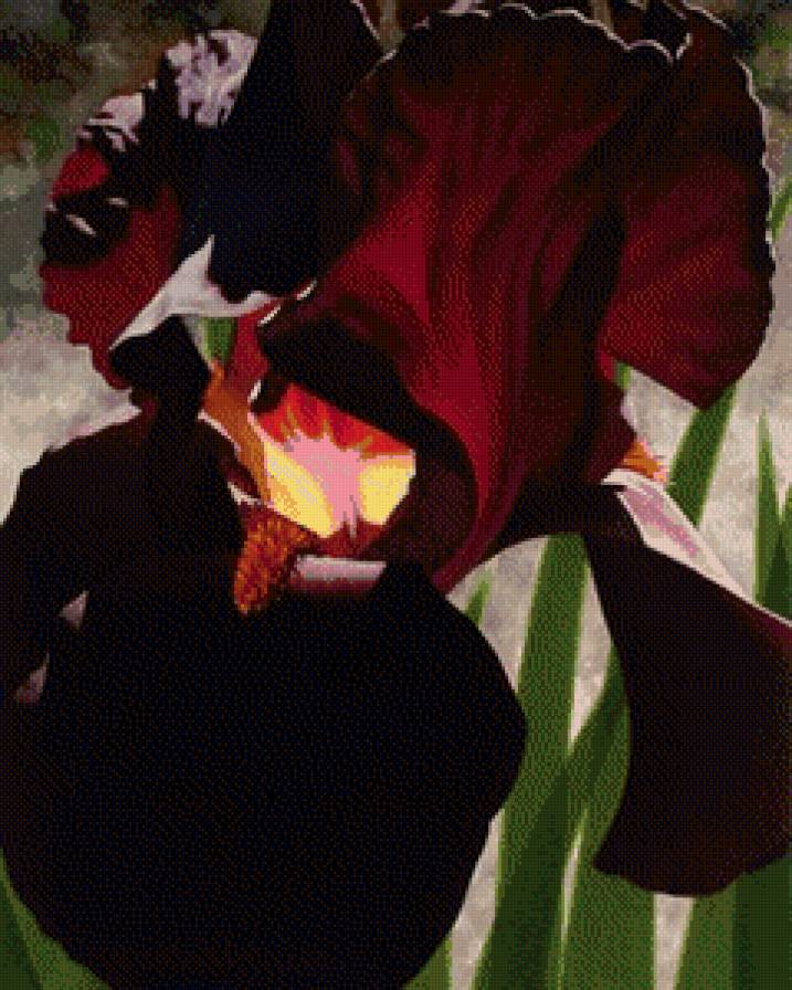 Ирис - цветы, ирис - предпросмотр