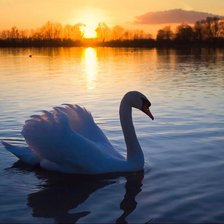 Схема вышивки «№1016375»