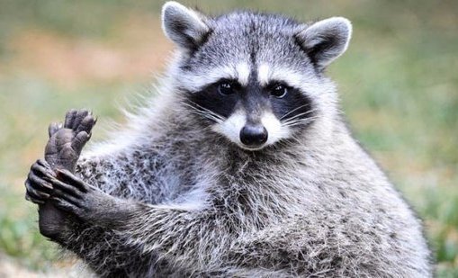 серия - животные - енотик - оригинал