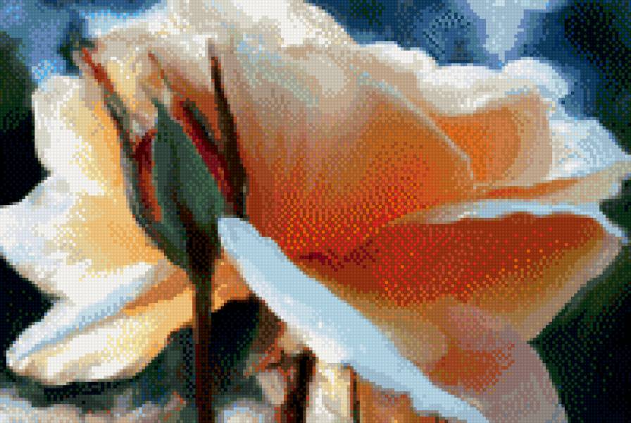 Розы - цветы, розы - предпросмотр